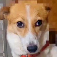 『飼い主に2度捨てられた2頭の犬』保護後、大切にお世話した結果…別のワンコのような『現在』に思わず涙「本当に良かった」「今度こそ幸せに」