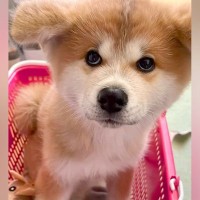 買い物カゴに入るほど小さな『赤ちゃん秋田犬』→約1年後…成長を感じる『尊いビフォーアフター』に反響「大事なカゴ入り娘」「無垢な顔してる」