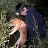夜、川に来た2人の男性→なぜか『犬の鳴き声』がして…まさかの光景と驚きの展開が58万再生「助けてくれてありがとう」「すごい行動力」と称賛