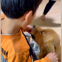 ２人の小学生が『大型犬と一緒に育った』結果→本当の兄弟のようで…心温まる『愛おしい光景』に絶賛の声「大切な家族の一員」「気持ちが和んだ」