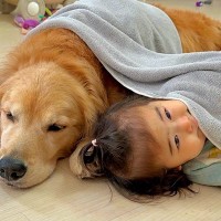転がる1歳の女の子と大型犬に『タオルをかけてあげた』結果→『一緒に眠ろう』と誘う光景が尊すぎると39万再生「ほんと優しい」「全員可愛い」