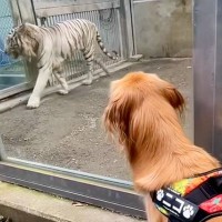 大型犬と一緒に『動物園に行ってみた』結果→猛獣を見た瞬間に…まるで子供のようなリアクションが97万再生「へっぴり腰ｗｗ」「可愛すぎる」