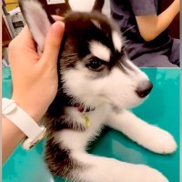 大型犬の赤ちゃんが予防接種を受けた結果→『怖がるかな』と思ったら…『予想外のリアクション』が87万再生「くつろいでいらっしゃる」「凄い」