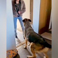 ２週間ぶりに帰ってきたお姉ちゃん→大型犬が気づいて…嬉しくて見せた『お出迎えの光景』に反響「ベリーダンスよりすごい」「尻尾が扇風機」