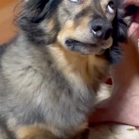 おばあちゃんが保護犬の耳掃除をした結果→上目遣いになったと思ったら…まるで『アニメのような表情』が17万再生「ガン飛ばしてて草」「最高」