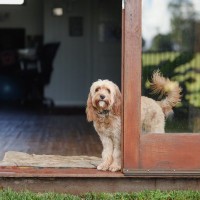 犬に『境界線トレーニング』をするときのコツ3つ　安全を守るために役立つ理由や教える際の注意点