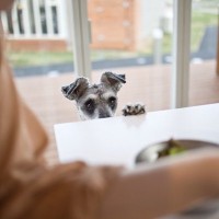 愛犬の『おねだり』がしつこいときの対処法4つ　要求してくる理由や応え方のコツも解説