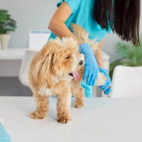 犬が『関節』を痛がっているときの行動5選　見逃したくないサインや危険な症状まで