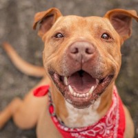 飼い主から『愛されている犬』がよくする行動5選　愛情を受けているワンコがみせるサインや絆を深めるためにできることまで