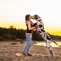 『世界で一番大きい』犬種4つ　滅多に見られない珍しいワンコや飼い方のコツまでご紹介