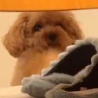 犬がイタズラをしていたので『ダメでしょ』と叱った結果…まさかの『罪をなすりつけようとする光景』が55万再生「子供みたいｗ」「かわいすぎ」