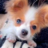 亡くなった犬を想い、泣き続けた女性→ふと子犬を見つけて…涙が止まらない『感動のストーリー』が27万再生「素敵なお話」「運命的な出会い」