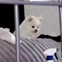 ママが二度寝中、イタズラをする犬→カメラの存在に気づいた瞬間…想定外の展開で見せた『気まずい表情』に1万いいね「あ…って顔してて草」