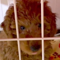 生後4ヶ月で『飼育放棄』された犬→家族で相談して飼うことに…たくさん愛情を与えられた『現在の様子』が50万再生「可愛いが渋滞してる」