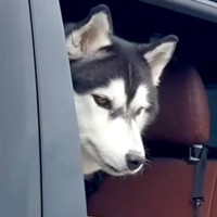 お出かけ後、パパが車から大型犬を降ろそうとしたら…まるで赤ちゃんのような『ワガママすぎる行動』が38万再生「甘えん坊で可愛い」と絶賛