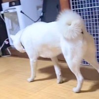 亡くなったお友達のニオイをたどる犬→いつもの場所に姿はなくて…涙が止まらない『お別れの光景』が10万再生「探してる…」「胸が熱くなる」