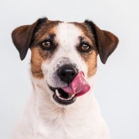 犬が『口の周り』を舐めているときの理由4つ　仕草に隠された心理から確認すべきことまで