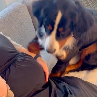 『おなかの中に赤ちゃんがいるよ』と大型犬に伝えた結果…新しい家族に見せた『尊すぎる行動』が3万再生「表情にグッと来た」「お利口」と絶賛