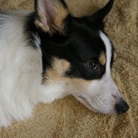 犬が『無視してくる』心理５選　飼い主の呼びかけに反応しない理由や興味をもってもらう方法まで