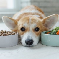 犬が食べると『消化不良』引き起こすモノ５選　意外と知られていない食べ物や誤食した場合の応急処置まで