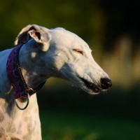 犬の危険な『くしゃみ』5選　考えられる要因や症状が続く場合の対処法とは？