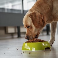 犬が『過食症』になっているサイン４選　ご飯を執拗に欲しがるときにすべき正しい対応まで解説