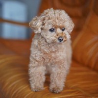 犬につけない方がいい『名前』５選　避けるべきワードや愛犬が覚えやすいおすすめの言葉までご紹介