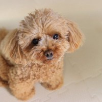 犬が『甘え鳴き』してきたときのタブー行為４選　甘えているかどうかを判断する方法や正しい接し方まで