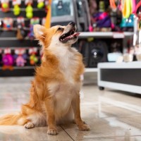 犬を飼うときに必要な『便利グッズ』５選　知っておくと役立つ犬用品や買う前のチェックポイントまで