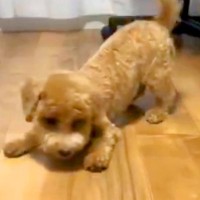 なかなかご飯を食べない子犬→試行錯誤を重ねた結果…唯一食べてくれる『衝撃的な対処法』が349万表示「大変な時期」「かわいい」共感の声も