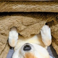 『こたつ』を出したら、人間より先に犬が…『ダメになってしまった光景』が可愛すぎると１万いいね「気持ちよさそう」「こたつには勝てないｗ」