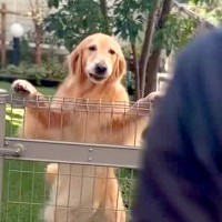 『昔お世話をしてくれたブリーダー』と再会した５歳の大型犬→顔を見た瞬間…『喜びにあふれた行動』に反響「子犬みたい」「特別なんだね」