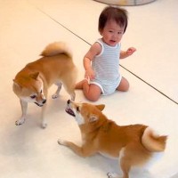 赤ちゃんの目の前で2匹の犬が喧嘩→だんだんヒートアップして…まさかの『板挟みになる光景』が204万再生「可愛すぎｗｗ」「困ってるの草」