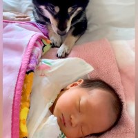 赤ちゃんの成長を見守っている犬→大きくなった結果…あまりにも愛おしい『素敵すぎる光景』が7万再生「涙腺崩壊した」「優しいわんこ」と反響