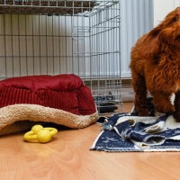 犬が『夜中に暴れる』4つの理由　放っておいても大丈夫？落ち着かせる方法までご紹介