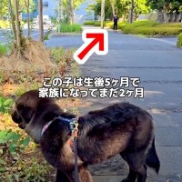 散歩中に『いるはずのないパパ』が通りすぎたら、子犬は気付くのか検証→あまりに尊い『感動的な光景』が54万再生「泣いちゃう」「愛しかない」