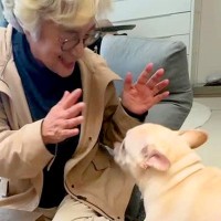 『起きたらおばあちゃんがいるドッキリ』を犬に仕掛けた結果…想定外の展開で見せた『100点のリアクション』に反響「超可愛い」「幸せな寝起き」