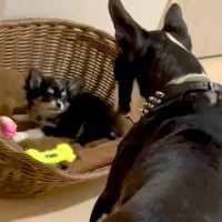 赤ちゃん犬と初めて顔を合わせた先輩犬→睨み合っていた2匹が…まるで兄弟のような『現在の光景』が70万再生「なんて素敵なの」「可愛すぎる」