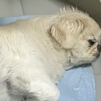 お風呂から上がったら、犬が『赤ちゃんのベッド』で…まさかの『ジャストフィット』する光景に反響「我が物顔で草」「うちの子もやりますｗ」