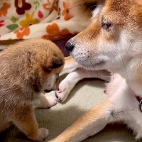 母犬に寝かしつけされる赤ちゃん犬→限界を迎えてしまい…ずっと見ていたい『人の子どものような行動』が169万再生「尊すぎる」「癒された」