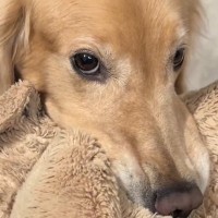 ご飯を食べ終わった大型犬の日課→『控えめに遊びに誘う様子』が可愛すぎると1万いいね集まる「表情うかがってる」「めちゃくちゃ可愛い」と絶賛