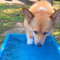 水遊びをする犬→『気持ちよさそうだな』と思っていたら…想定外すぎる『悲劇的な光景』が10万再生「爆笑した」「可愛いから許すｗｗ」と反響