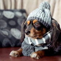 犬が『冬になると太ってしまう』原因3つ　肥満になりやすいって本当なの？日頃からできる対策まで