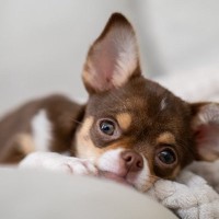 犬からの『愛してる』サイン5選　飼い主のことが大好きな愛犬が見せる仕草や好かれるコツまで