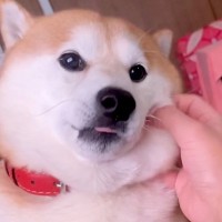 散歩が大好きな犬→『晴れの日』と『雨の日』を比較した結果…わかりやす過ぎる『態度』が166万再生「想像の5倍虚無ってて草」「感情がｗ」