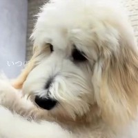 近所のお店で売れ残っていた大型犬→見かけるたびに体が大きくなっていて…家族としてお迎えする『感動のストーリー』に絶賛「生活がさらに楽しく」