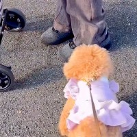 『犬が苦手なおばあちゃん』に近づいた犬→『嫌がられるかな』と思ったら…まさかの展開が45万再生「癒しの力に感動した」「ほっこり」と絶賛