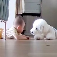 トイレ中、ペットカメラを覗いてみた結果→赤ちゃんが犬に近づいて…ずっと見ていたい『尊い光景』が15万再生「天国？」「優しいお兄ちゃん」