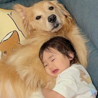 ソファで人間のようにくつろぐ大型犬→1歳の女の子が近づいて…あまりに尊い『真似っ子する光景』が49万再生「人にしか見えない」「羨ましい」