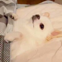 5年間、チワワを愛情たっぷりに育てた結果→許すしかない『カワイイハラスメント』を連発する光景が197万再生「オモロ可愛い」「心奪われた」